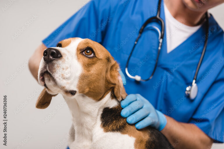 National Vet Clinic Chain challenge image