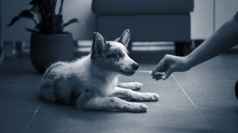 A young puppy calmly receives oral medication from a veterinarian, illustrating the importance of data-driven decision-making and personalized care in veterinary marketing. PetVet case study.